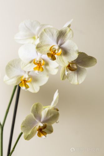 黃色的蘭花花 spa 化妝品棕色系花卉禮品房間裝飾花情人節(jié)